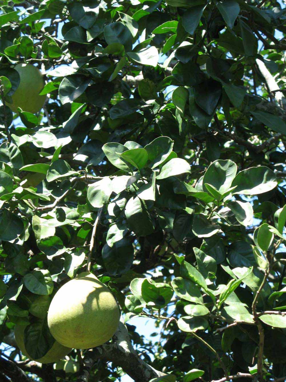            Sun leaves (Winter Haven, FL)   